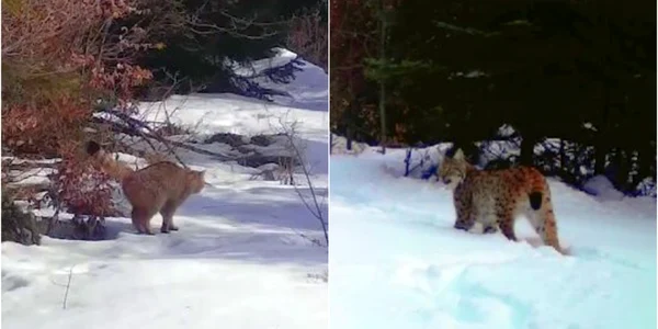 animale apuseni jpg