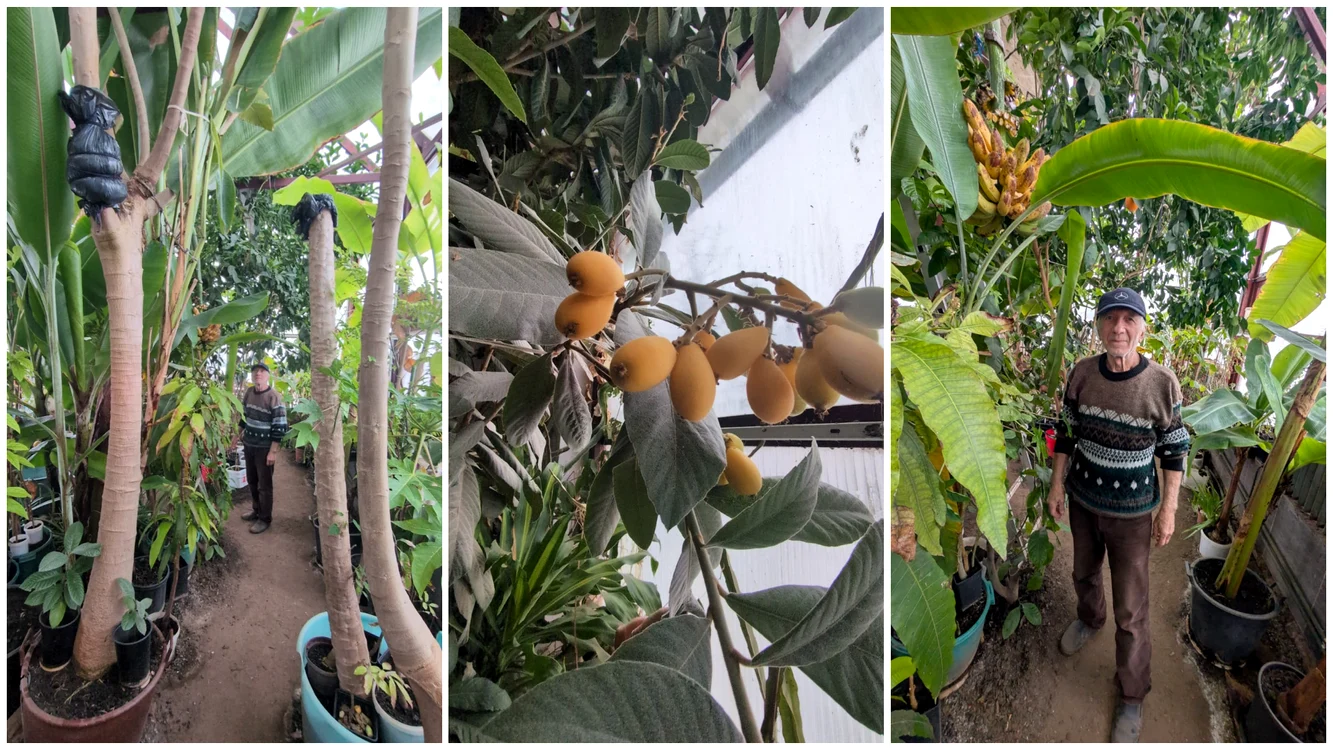 Nea Nelu a plantat papaya, nisperos, fructul pasiunii și alte specii. FOTO: Facebook/Ziarul Unirea