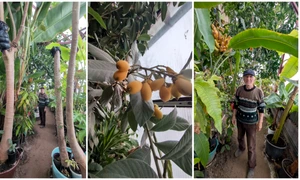 Un bărbat reușește să cultive banane, portocale, papaya și alte fructe exotice, inclusiv iarna, în Alba Iulia. FOTO: Facebook/Ziarul Unirea