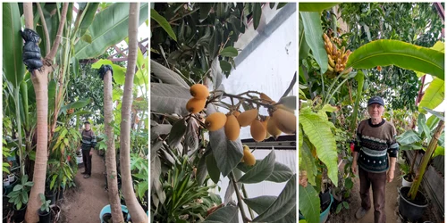 Un bărbat reușește să cultive banane, portocale, papaya și alte fructe exotice, inclusiv iarna, în Alba Iulia. FOTO: Facebook/Ziarul Unirea
