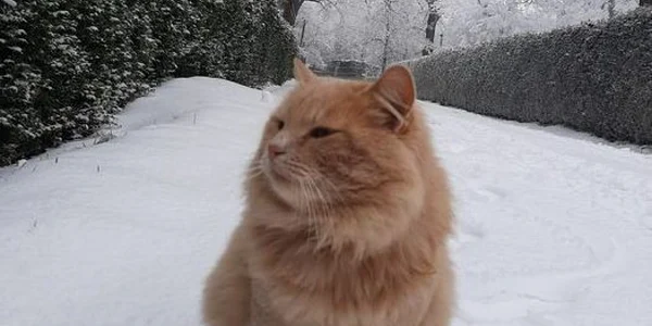 motanulfuratneamt Facebook