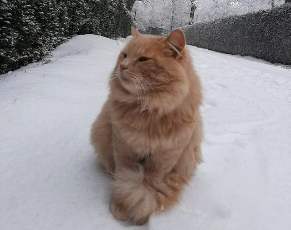 Pisoiul afost sustras în prima zi a acestei săptămâni FOTO Facebook
