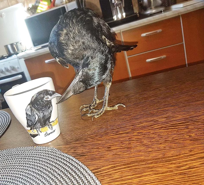 Înaripata are o cană personalizată