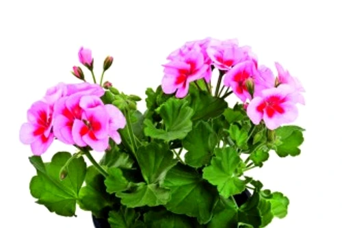 dbf08b0b8bb20ac09c78a64e74a707f3 jpg jpeg