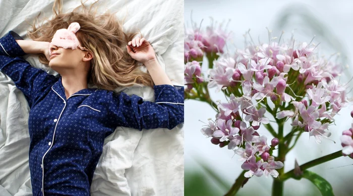 Valeriana, supranumită „somniferul natural” te ajută să ai un somn bun.