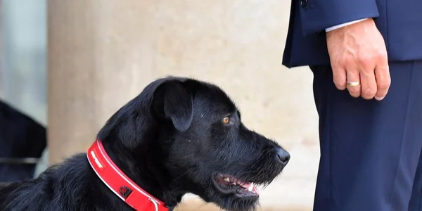 Labrador caine Emmanuel Macron FOTO Hepta 