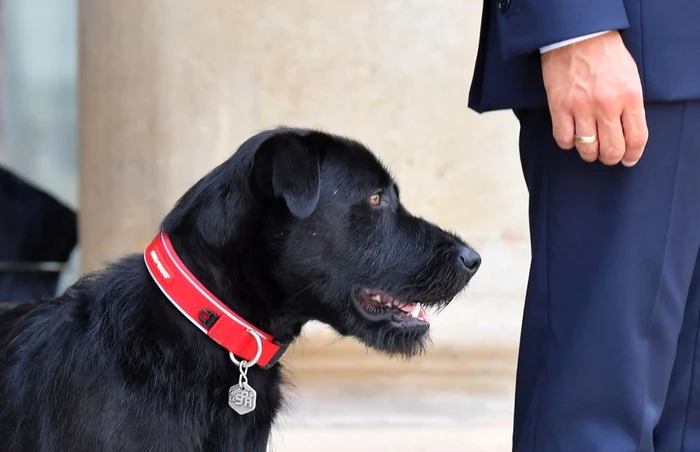 Nemo, câinele adoptat de Macron FOTO Hepta