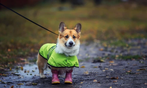 labute patrupezi plimbare foto shutterstock 1530537530 jpg