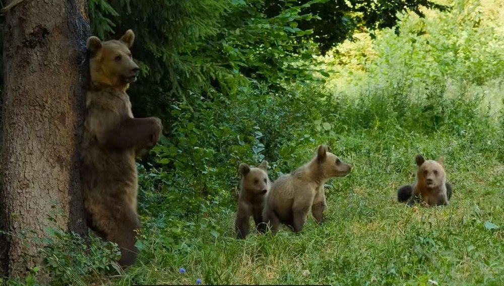 Reportaj BBC Earth despre România: „Natura sălbatică, coloana vertebrală ecologică a Europei“ VIDEO