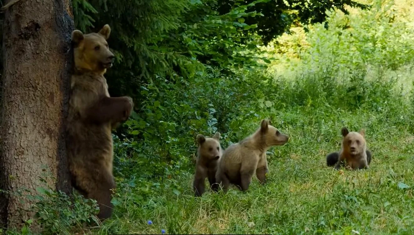 Populația de urși din România, printre cele mai mari din Europa FOTO YouTube