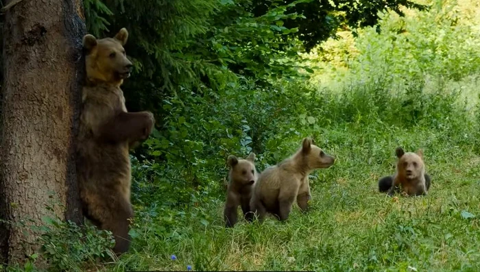 Populația de urși din România, printre cele mai mari din Europa FOTO YouTube