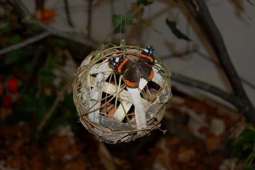 insecte