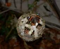 insecte