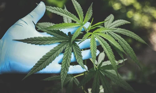 TOP 5 lucruri pe care specialiștii și istoricii le spun despre semințele de cannabis jpg