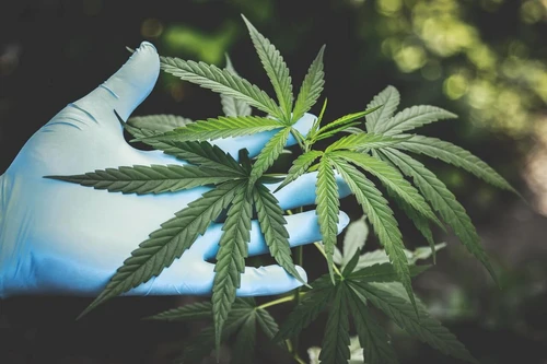 TOP 5 lucruri pe care specialiștii și istoricii le spun despre semințele de cannabis jpg