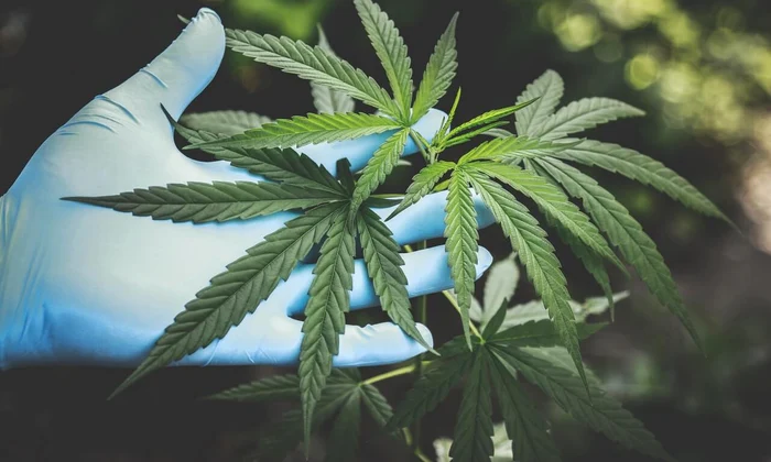 TOP 5 lucruri pe care specialiștii și istoricii le spun despre semințele de cannabis jpg