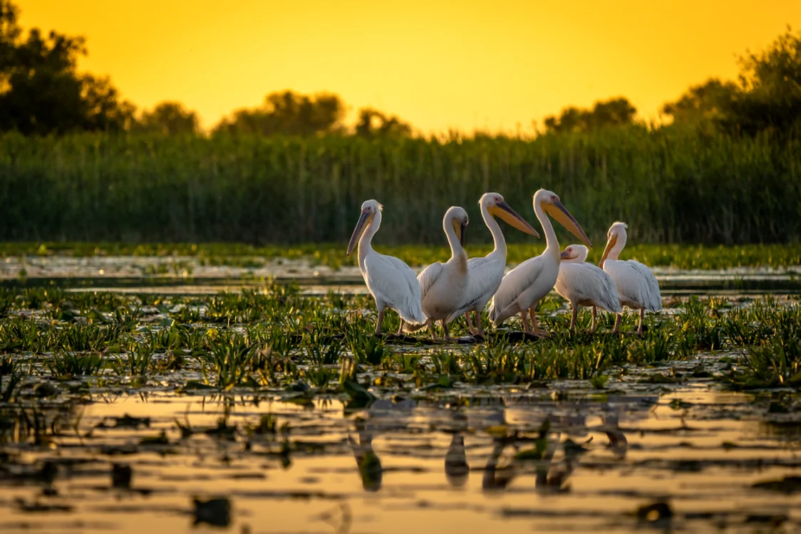 
    Delta Dunării este un paradis al florei și faunei, fiind o zonă unică în EuropaFoto:Shutterstock  