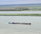 A înverzit insula din mijlocul Dunării 
