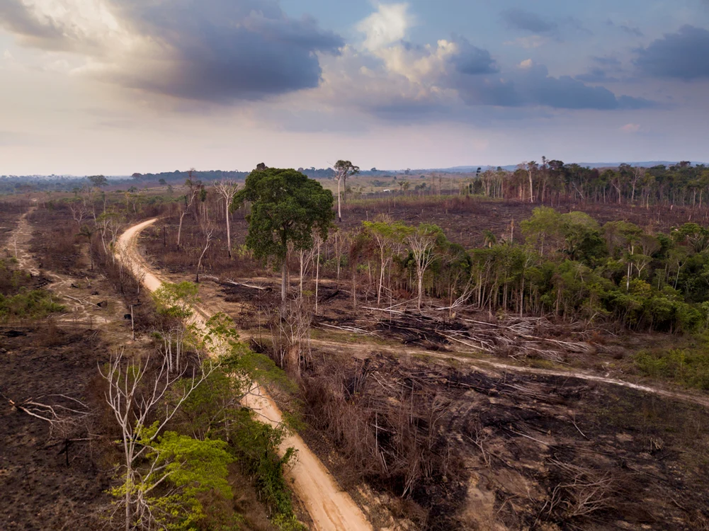 Defrisările din zona Amazonului contribuie la răspândirea virusului Oropouche -Foto Shutterstock