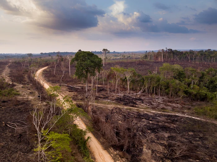 Defrisările din zona Amazonului contribuie la răspândirea virusului Oropouche -Foto Shutterstock
