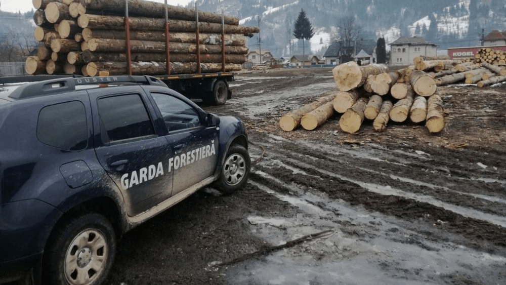 Noua metodă inventată de mafia lemnului: transporturi cu GPS-ul dezactivat. Ce jafuri s-au comis în codrii Neamţului
