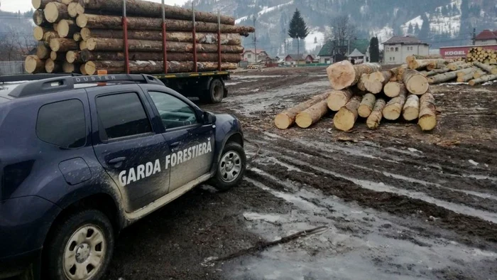 Garda Forestieră Suceava are atribuţii şi în Neamţ FOTO News Moldova