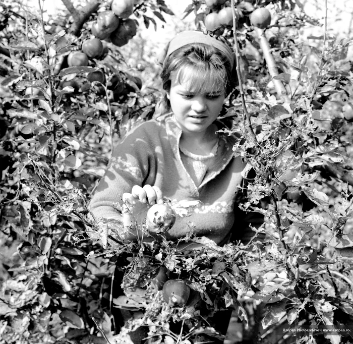 Munci agricole FOTO Azopan 