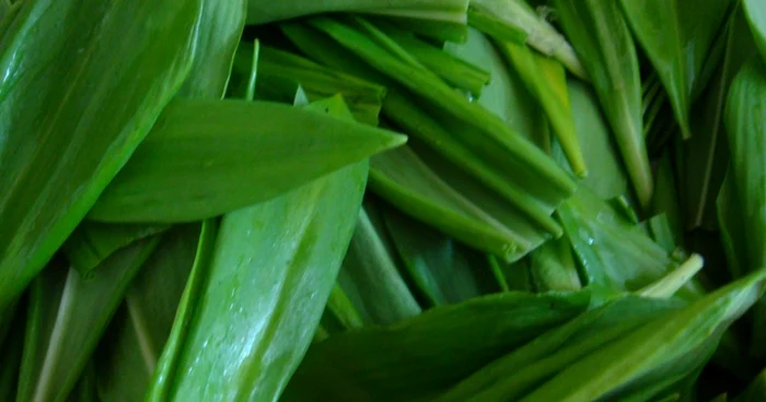 Leurda (Allium Ursinum)