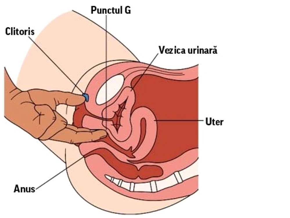 Punctul G a fost descoperit de medicul Ernst Gräfenberg, după a cărui inițială a fost numit
