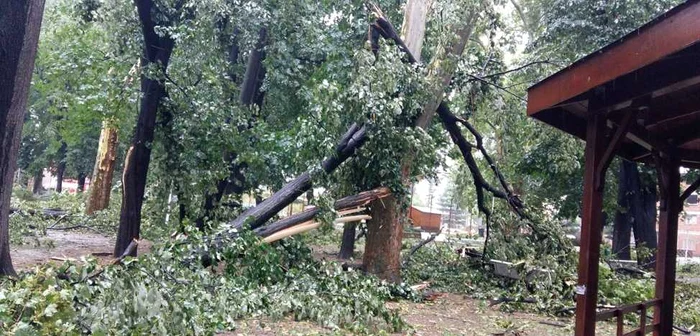 Mai mulţi copaci au fost puşi la pământ de vântul puternic FOTO Adevărul