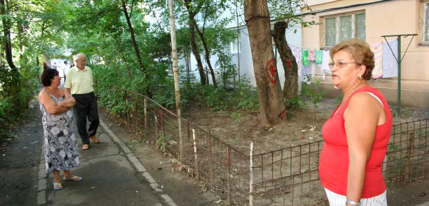 Copacii au fost marcaţi pentru tăiere