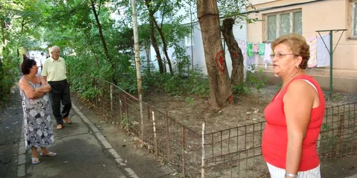Copacii au fost marcaţi pentru tăiere