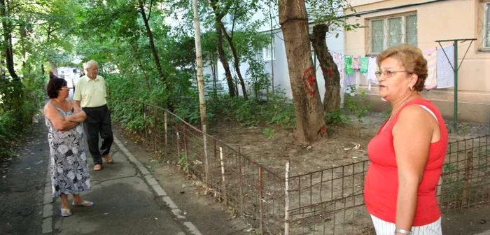 Copacii au fost marcaţi pentru tăiere