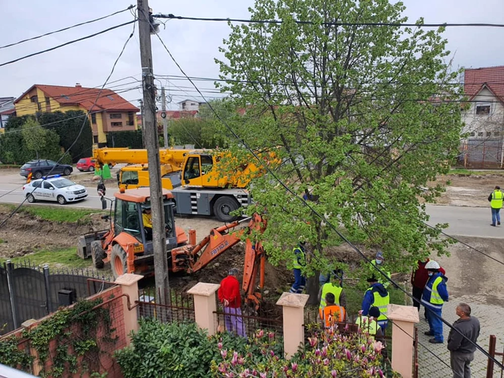 Şase copaci au fost salvaţi, peste 150 vor fi tăiaţi