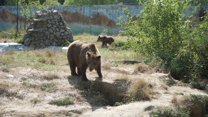 Urşi ZOO Târgovişte. FOTO