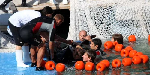 Delfinii au fost mutaţi în bazinul acoperit