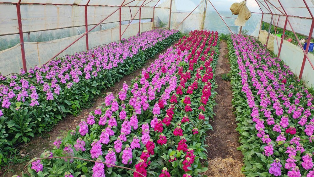 Florarii pot accesa pentru prima dată bani europeni. „Noi suntem copilul orfan al agriculturii românești”