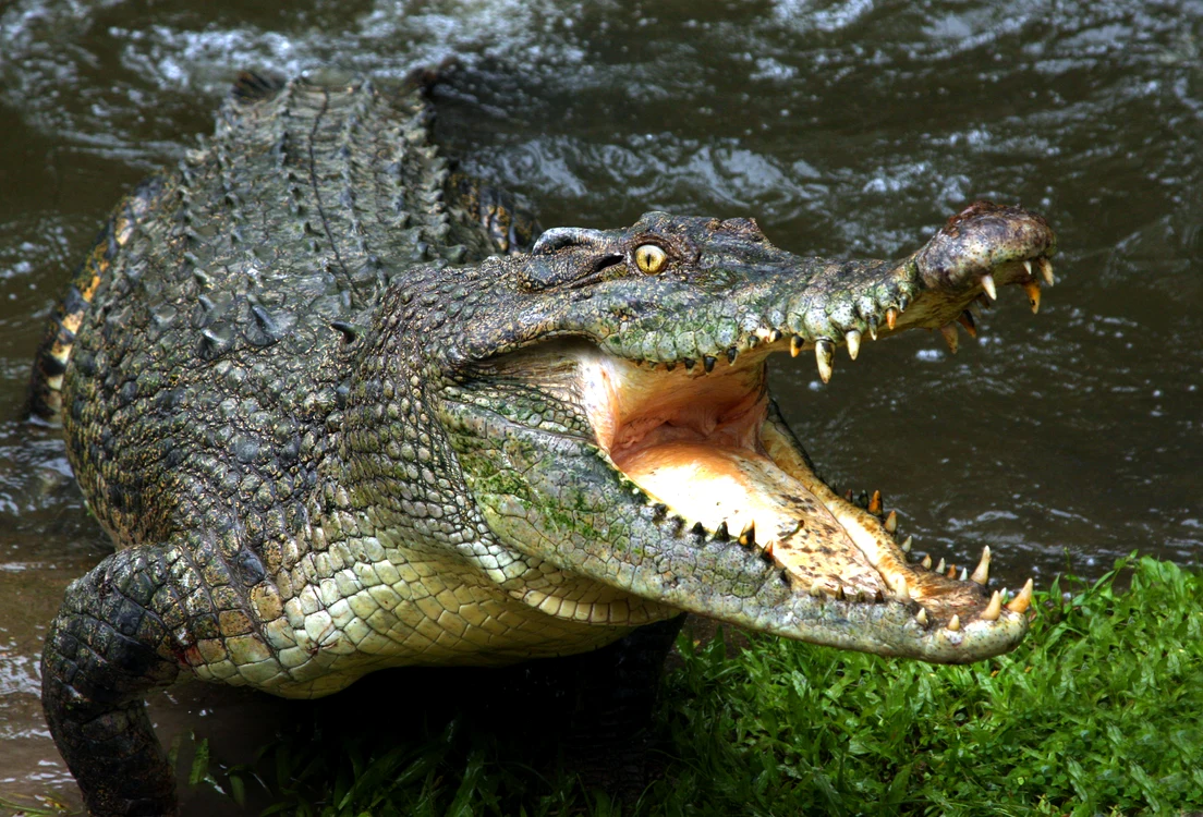 Crocodilul este singurul animal care nu poate scoate limba