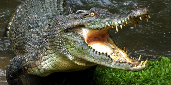 crocodil australian shutterstock 105185141 jpg