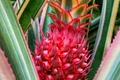 ananas rosu jpg