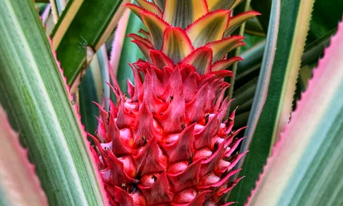 ananas rosu jpg