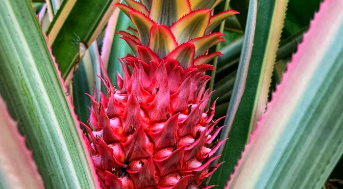 Ananasul roșu este cultivat în Costa Rica