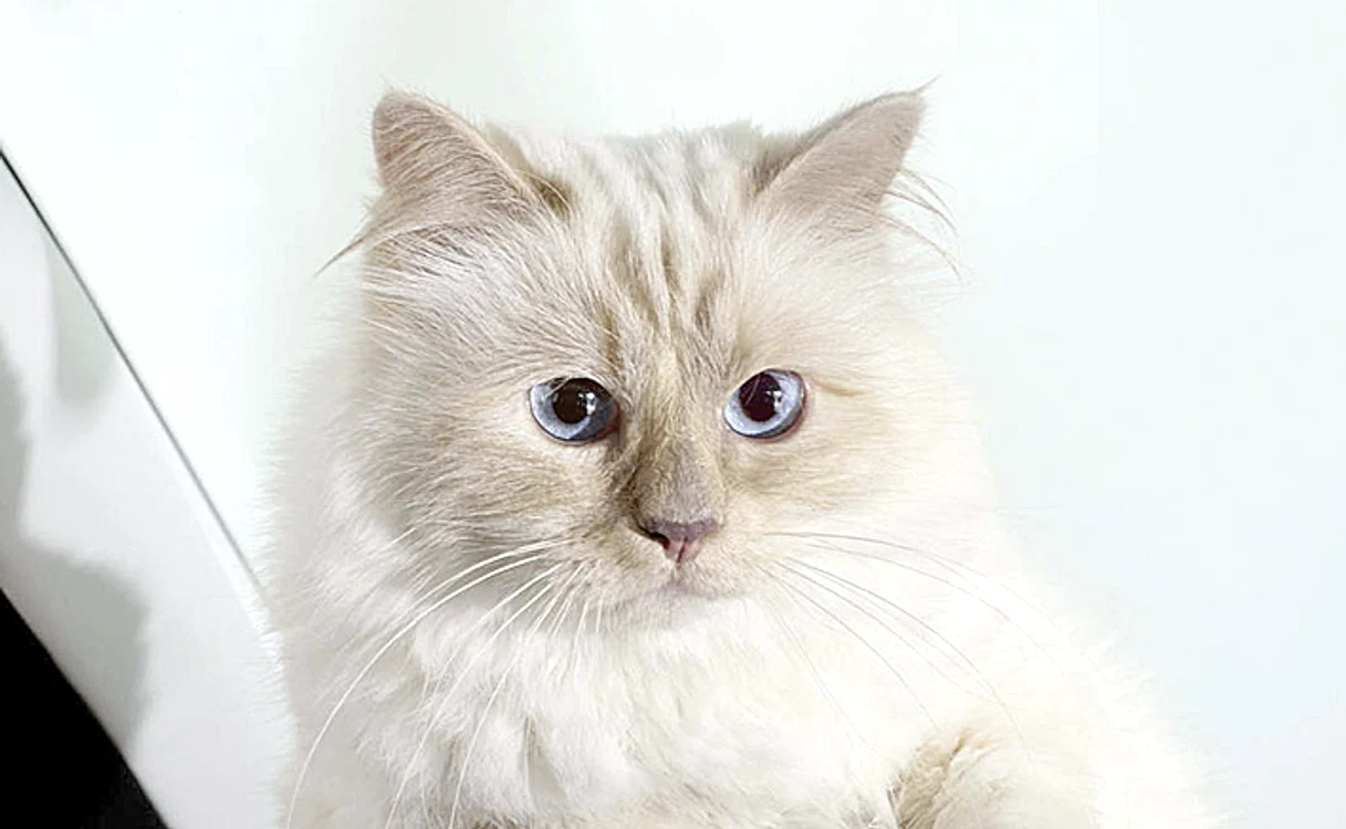Choupette