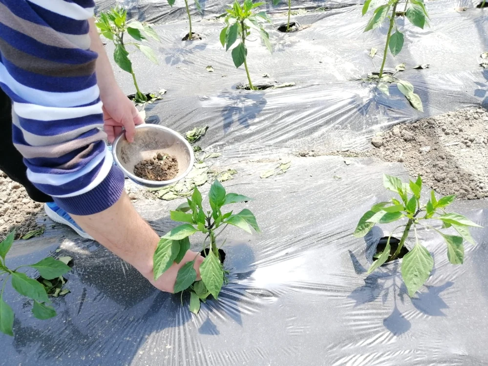 Anumite practici ale legumicultorilor sunt contestate de cei care le cumpără produsele FOTO: Adevărul