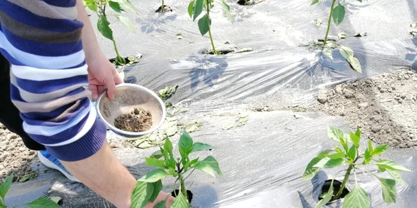 agronom doru crăciunescu - foto arhiva personală