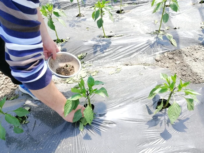 agronom doru crăciunescu - foto arhiva personală