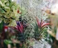 3 planta aeriana shutterstock 732103141 jpg jpeg