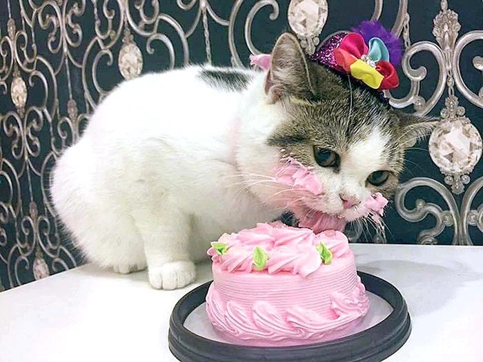 
    Pisica Panda a primit  în dar tortul de ziua ei   