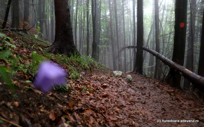 Pădurile din preajma Sarmizegetusei regia sunt pline de mistere.Foto: Daniel Guţă. ADEVĂRUL