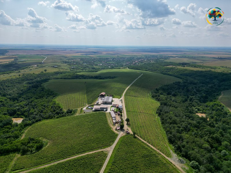 Drumul vinului de la Silagiu - satul aşezat pe trei văi. Infrastructură pentru o nouă rută turistică în Timiș FOTO